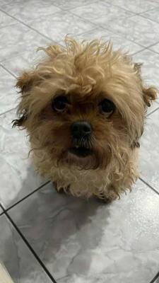 Kleine Zaubermaus Bella sucht ein warmes Körbchen fürs Leben