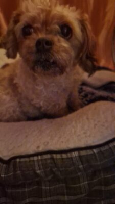 Kleine Zaubermaus Bella sucht ein warmes Körbchen fürs Leben, Mischling - Hündin