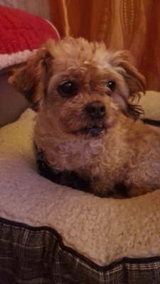 Kleine Zaubermaus Bella sucht ein warmes Körbchen fürs Leben, Mischling - Hündin