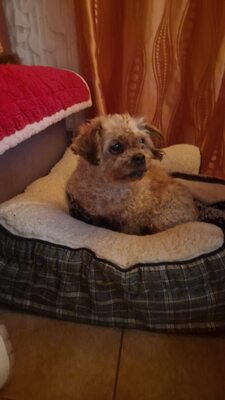 Kleine Zaubermaus Bella sucht ein warmes Körbchen fürs Leben, Mischling - Hündin