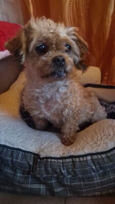 Kleine Zaubermaus Bella sucht ein warmes Körbchen fürs Leben, Mischling - Hündin