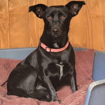 🌺 Kleine verschmuste Mamba sucht immer noch ihr FÜRIMMERZUHAUSE 🌸, Mischling - Hündin