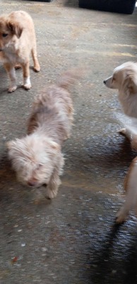 🌟 Kleine, verschmuste Strubbelmaus Bella sucht liebevolles Zuhause 🌟, Mischling - Hündin