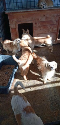 🌟 Kleine, verschmuste Strubbelmaus Bella sucht liebevolles Zuhause 🌟, Mischling - Hündin