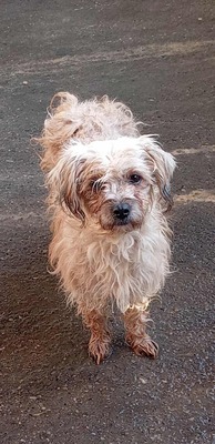 🌟 Kleine, verschmuste Strubbelmaus Bella sucht liebevolles Zuhause 🌟, Mischling - Hündin