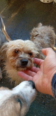 🌟 Kleine, verschmuste Strubbelmaus Bella sucht liebevolles Zuhause 🌟, Mischling - Hündin