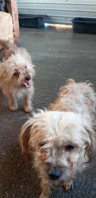 🌟 Kleine, verschmuste Strubbelmaus Bella sucht liebevolles Zuhause 🌟, Mischling - Hündin