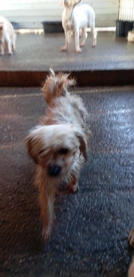 🌟 Kleine, verschmuste Strubbelmaus Bella sucht liebevolles Zuhause 🌟, Mischling - Hündin