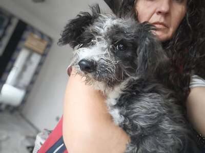 Kleine, zerzauste Flusenmaus möchte gerne das Hunde 1x1 lernen