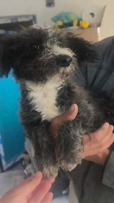 Kleine, zerzauste Flusenmaus möchte gerne das Hunde 1x1 lernen, Mischling Welpen - Hündin
