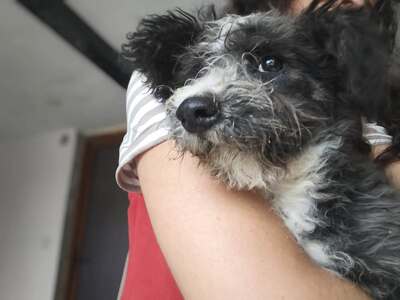 Kleine, zerzauste Flusenmaus möchte gerne das Hunde 1x1 lernen, Mischling Welpen - Hündin