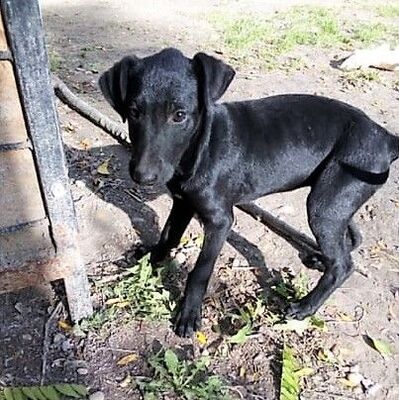 Kleiner Blacky sucht tolles Zuhause, Welpen - Rüde