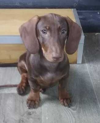*Kleiner Charmeur sucht Zuhause! 🐾❤️*, Zwergdackel Welpen - Rüde