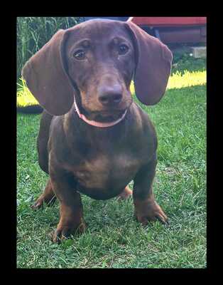 *Kleiner Charmeur sucht Zuhause! 🐾❤️*, Zwergdackel Welpen - Rüde