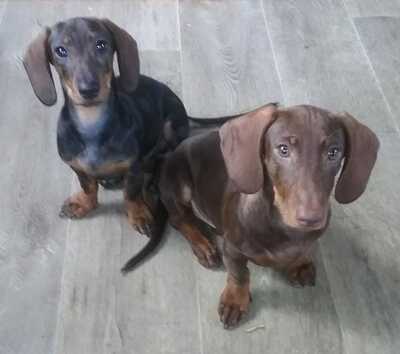 *Kleiner Charmeur sucht Zuhause! 🐾❤️*, Zwergdackel Welpen - Rüde
