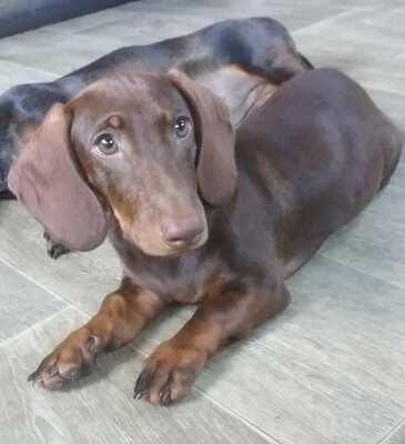 *Kleiner Charmeur sucht Zuhause! 🐾❤️*, Zwergdackel Welpen - Rüde