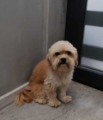 Kleiner Fussel, ganz groß auf der Suche nach seinem Glück, Bichon - Mischling - Rüde
