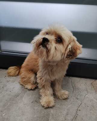 Kleiner Fussel, ganz groß auf der Suche nach seinem Glück, Bichon - Mischling - Rüde