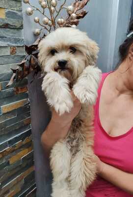 Kleiner Fussel, ganz groß auf der Suche nach seinem Glück, Shih Tzu - Mischling - Rüde
