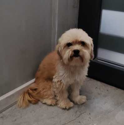 Kleiner Fussel, ganz groß auf der Suche nach seinem Glück, Shih Tzu - Mischling - Rüde