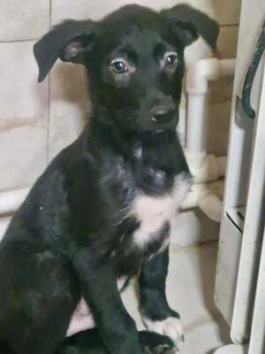 Kleiner Tim mit großen Ohren und einem noch größeren Herzen sucht sein Glück