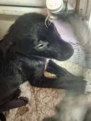 Kleiner Tim mit großen Ohren und einem noch größeren Herzen sucht sein Glück, Mischling Welpen - Rüde