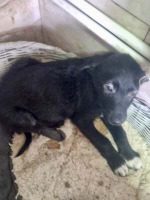 Kleiner Tim mit großen Ohren und einem noch größeren Herzen sucht sein Glück, Mischling Welpen - Rüde