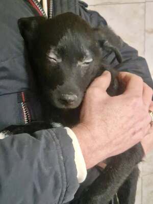 Kleiner Tim mit großen Ohren und einem noch größeren Herzen sucht sein Glück, Mischling Welpen - Rüde