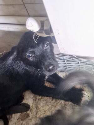 Kleiner Tim mit großen Ohren und einem noch größeren Herzen sucht sein Glück, Mischling Welpen - Rüde