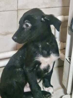 Kleiner Tim mit großen Ohren und einem noch größeren Herzen sucht sein Glück, Mischling Welpen - Rüde