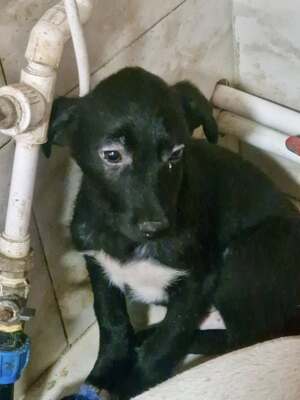 Kleiner Tim mit großen Ohren und einem noch größeren Herzen sucht sein Glück, Mischling Welpen - Rüde