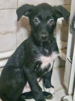 Kleiner Tim mit großen Ohren und einem noch größeren Herzen sucht sein Glück, Mischling Welpen - Rüde