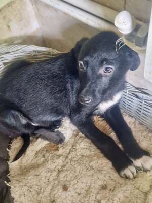 Kleiner Tim mit großen Ohren und einem noch größeren Herzen sucht sein Glück, Mischling Welpen - Rüde