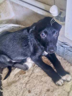 Kleiner Tim mit großen Ohren und einem noch größeren Herzen sucht sein Glück, Mischling Welpen - Rüde