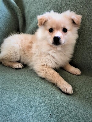 Kleinspitz, Kleinspitz Welpen - Rüde