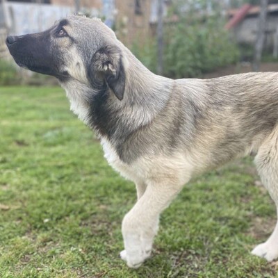Kleon - ein charmanter und liebevoller Schatz / Reserviert, griech. Schäferhund Mix - Rüde