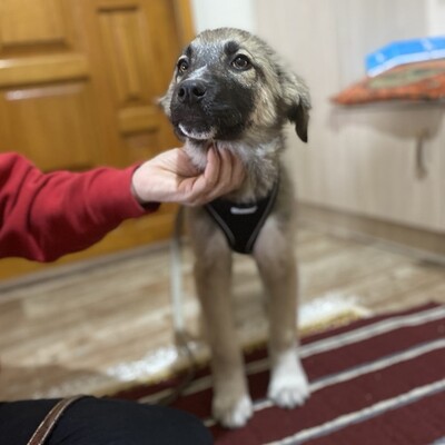 Kleon - ein charmanter und liebevoller Schatz / Vorgemerkt, griech. Schäferhund Mix - Rüde