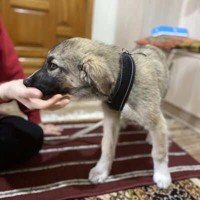 Kleon - ein charmanter und liebevoller Schatz / Vorgemerkt, griech. Schäferhund Mix - Rüde