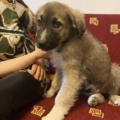 Kleon - ein charmanter und liebevoller Schatz / Vorgemerkt, griech. Schäferhund Mix - Rüde