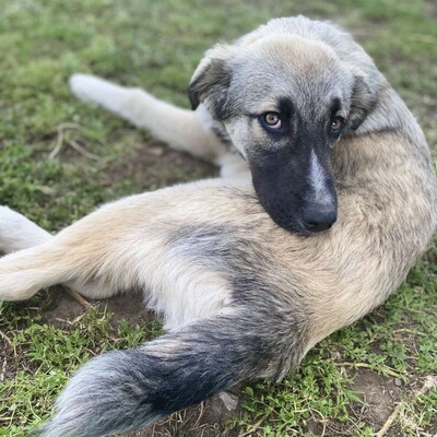 Kleon - ein charmanter und liebevoller Schatz / Vorgemerkt, griech. Schäferhund Mix - Rüde