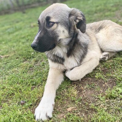 Kleon - ein charmanter und liebevoller Schatz / Vorgemerkt, griech. Schäferhund Mix - Rüde
