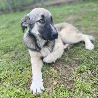Kleon - ein charmanter und liebevoller Schatz / Vorgemerkt, griech. Schäferhund Mix - Rüde
