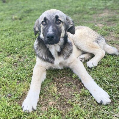 Kleon - ein charmanter und liebevoller Schatz / Vorgemerkt, griech. Schäferhund Mix - Rüde