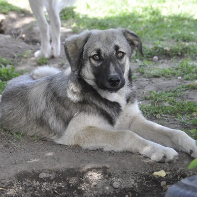 Kleon - ein charmanter und liebevoller Schatz / Vorgemerkt, griech. Schäferhund Mix - Rüde