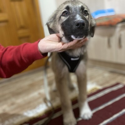 Kleon - ein charmanter und liebevoller Schatz, griech. Schäferhund-Mischling - Rüde