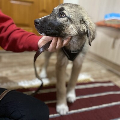 Kleon - ein charmanter und liebevoller Schatz, griech. Schäferhund-Mischling - Rüde