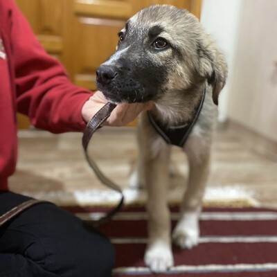 Kleon - ein charmanter und liebevoller Schatz, griech. Schäferhund-Mischling - Rüde