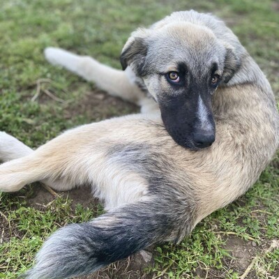 Kleon - ein charmanter und liebevoller Schatz, griech. Schäferhund-Mischling - Rüde