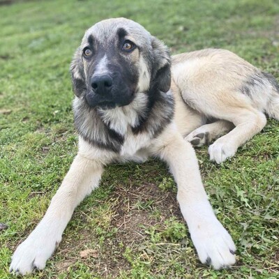 Kleon - ein charmanter und liebevoller Schatz, griech. Schäferhund-Mischling - Rüde