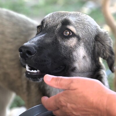 Kleon - ein charmanter und liebevoller Schatz, griech. Schäferhund-Mischling - Rüde